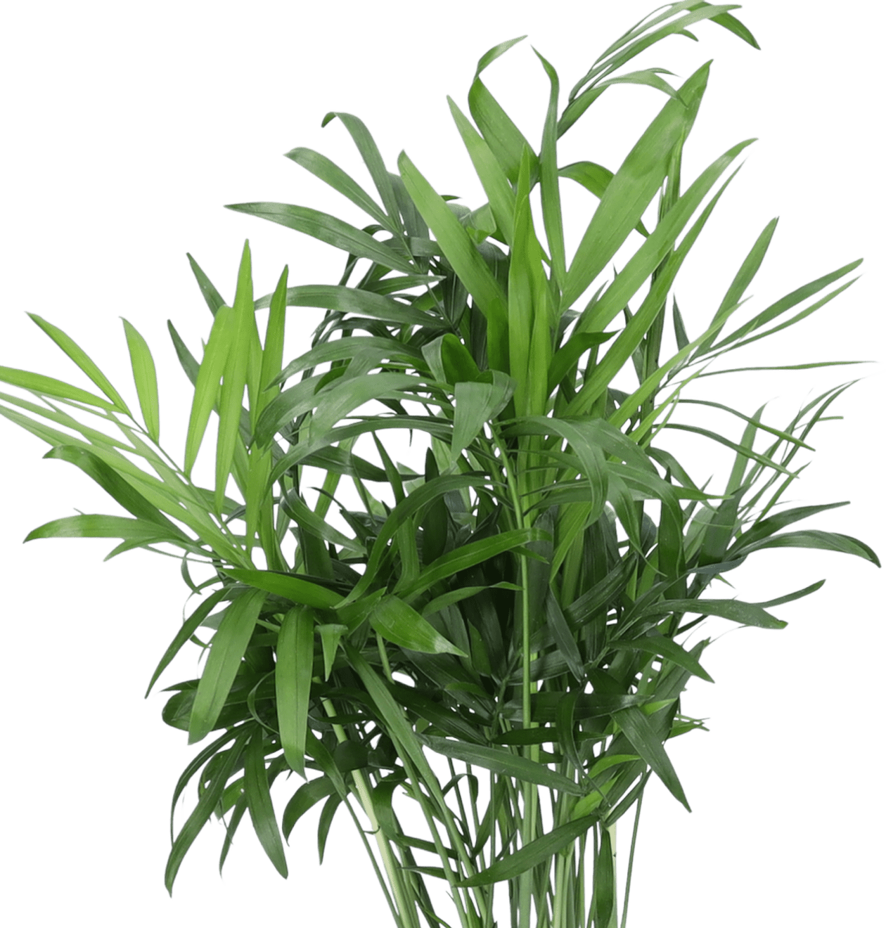 5er - Set “Katzenliebhaber” | Katzengras | Bergpalme | Goldfruchtpalme | Grünlilie | Calathea | +/ - 30 - 45cm | ø 12 - 15cm Topf - Blume Ideal