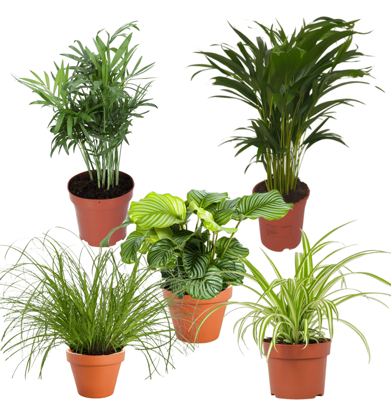 5er - Set “Katzenliebhaber” | Katzengras | Bergpalme | Goldfruchtpalme | Grünlilie | Calathea | +/ - 30 - 45cm | ø 12 - 15cm Topf - Blume Ideal