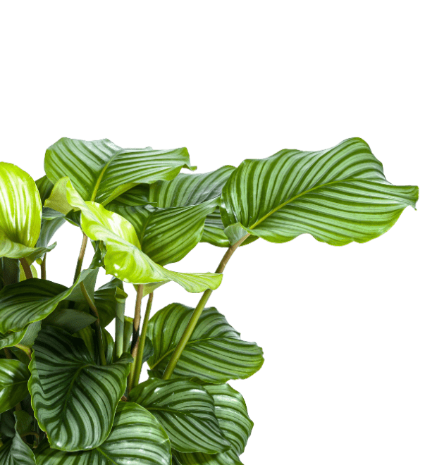 5er Set Luftreinigende Pflanzen | Monstera | Einblatt | Dieffenbachie | Goldfruchtpalme | Calathea | +/ - 40 - 50cm | ø 12 - 15cm Topf - Blume Ideal