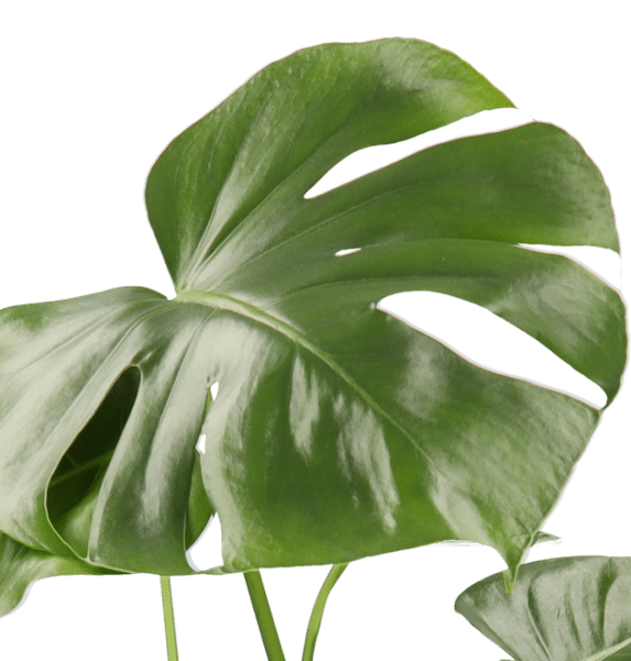 5er Set Luftreinigende Pflanzen | Monstera | Einblatt | Dieffenbachie | Goldfruchtpalme | Calathea | +/ - 40 - 50cm | ø 12 - 15cm Topf - Blume Ideal