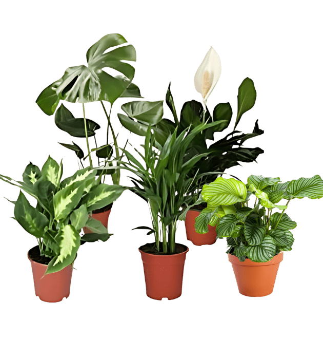 5er Set Luftreinigende Pflanzen | Monstera | Einblatt | Dieffenbachie | Goldfruchtpalme | Calathea | +/ - 40 - 50cm | ø 12 - 15cm Topf - Blume Ideal
