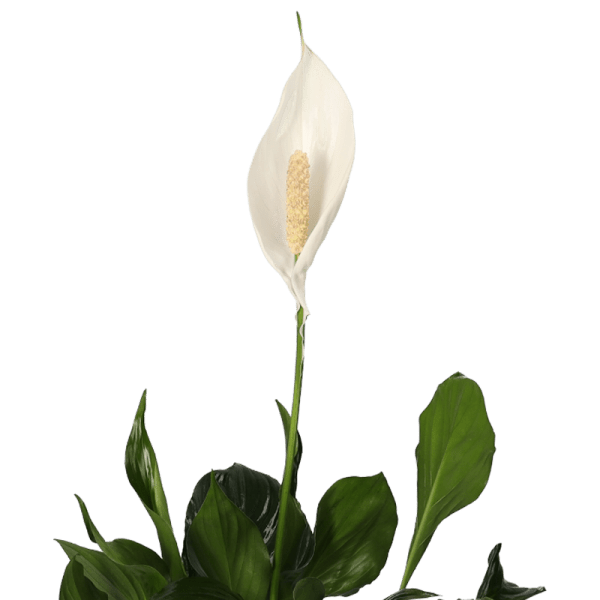 5er Set Luftreinigende Pflanzen | Monstera | Einblatt | Dieffenbachie | Goldfruchtpalme | Calathea | +/ - 40 - 50cm | ø 12 - 15cm Topf - Blume Ideal