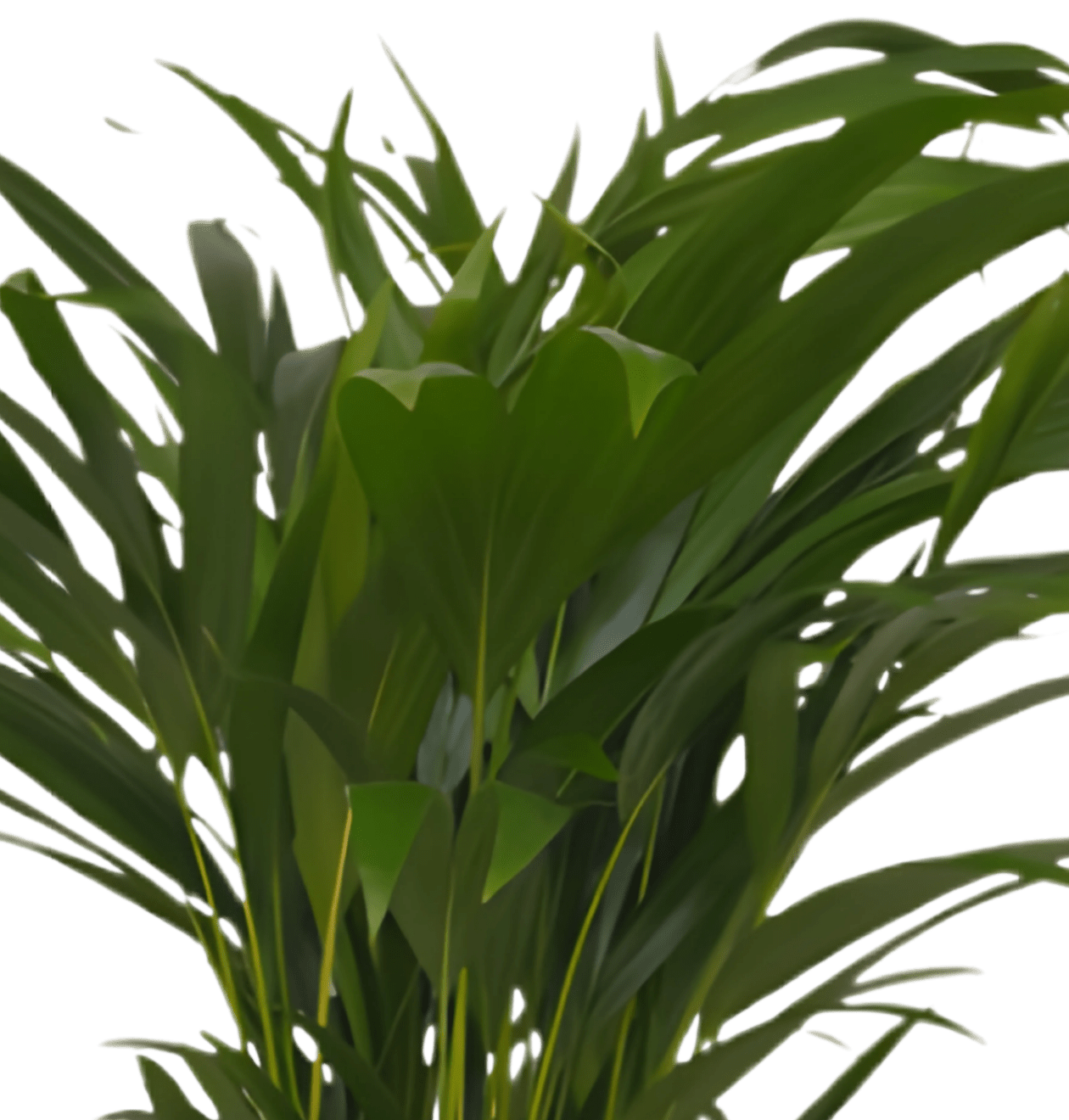 5er - Set | Monstera | Drachenbaum | Palmlilie | Goldfruchtpalme | Einblatt | +/ - 45 - 70cm | ø 12 - 15cm Topf - Blume Ideal