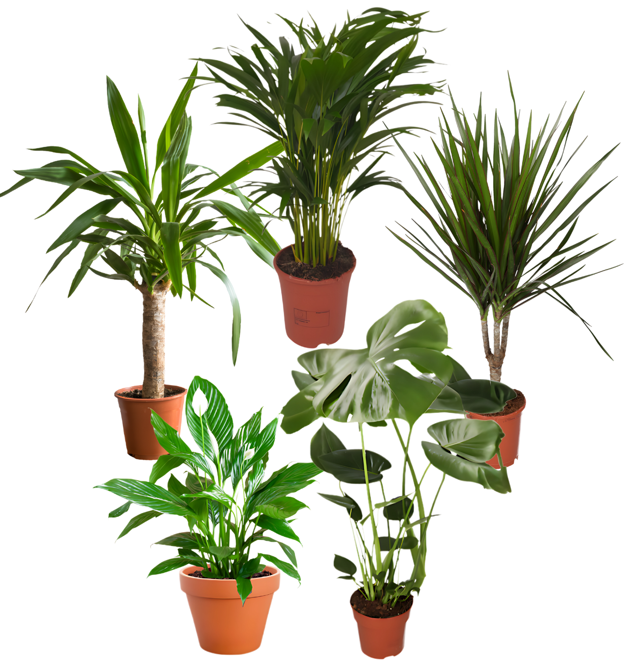 5er - Set | Monstera | Drachenbaum | Palmlilie | Goldfruchtpalme | Einblatt | +/ - 45 - 70cm | ø 12 - 15cm Topf - Blume Ideal