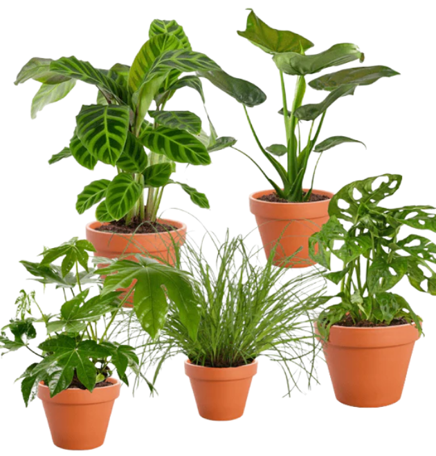 5er - Set “Safari” | Elefantenohr | Korbmarante | Zimmeraralie | Katzengras | Monkey Leaf | +/ - 20 - 55cm | ø 12 - 15cm Topf - Blume Ideal