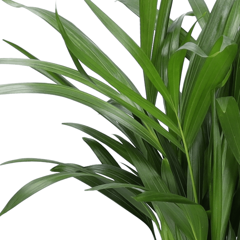 5er - Set "Tierfreund" | Bergpalme | Glückskastanie | Bananenpflanze | Korbmarante | Goldfruchtpalme | +/ - 30 - 60cm | ø 10 - 15cm Topf - Blume Ideal