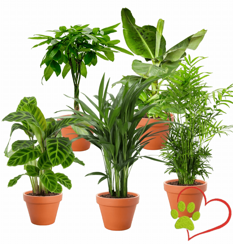 5er - Set "Tierfreund" | Bergpalme | Glückskastanie | Bananenpflanze | Korbmarante | Goldfruchtpalme | +/ - 30 - 60cm | ø 10 - 15cm Topf - Blume Ideal