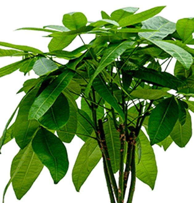 5er - Set "Tierfreund" | Bergpalme | Glückskastanie | Bananenpflanze | Korbmarante | Goldfruchtpalme | +/ - 30 - 60cm | ø 10 - 15cm Topf - Blume Ideal