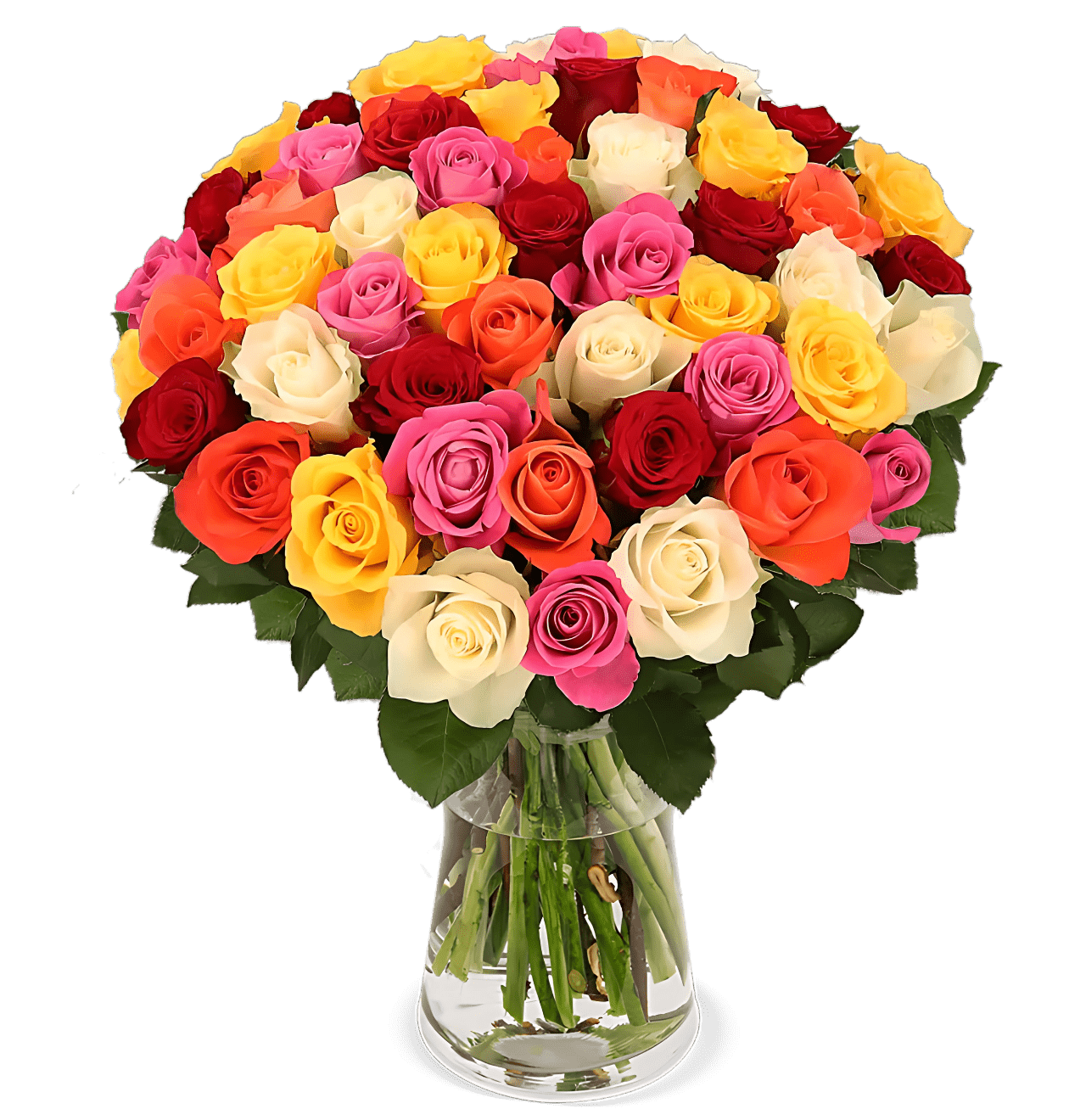60 bunte Rosen - Blume Ideal