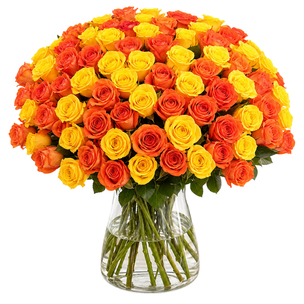 60 gelb orange Rosen - Blume Ideal