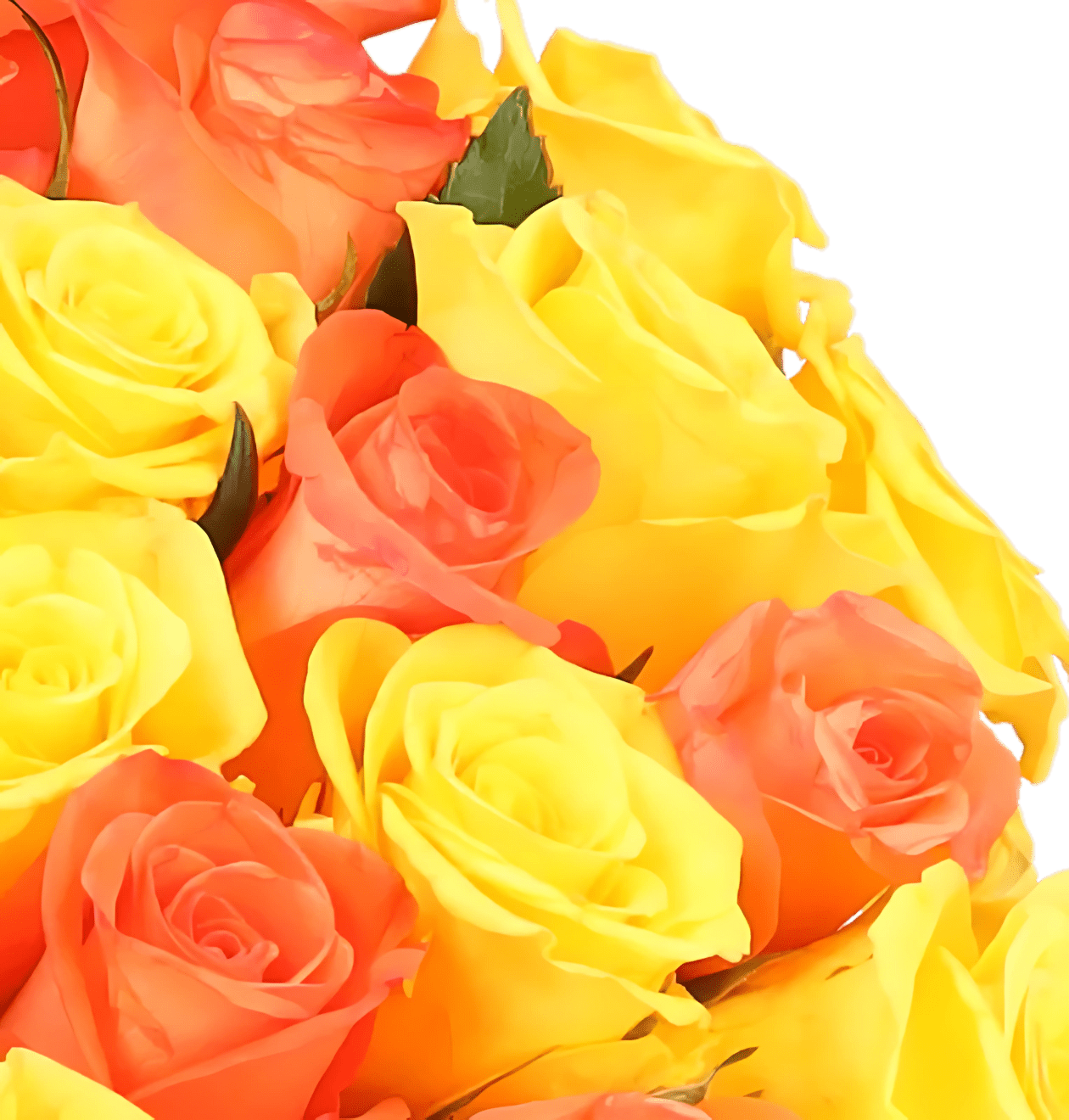 60 gelb orange Rosen - Blume Ideal