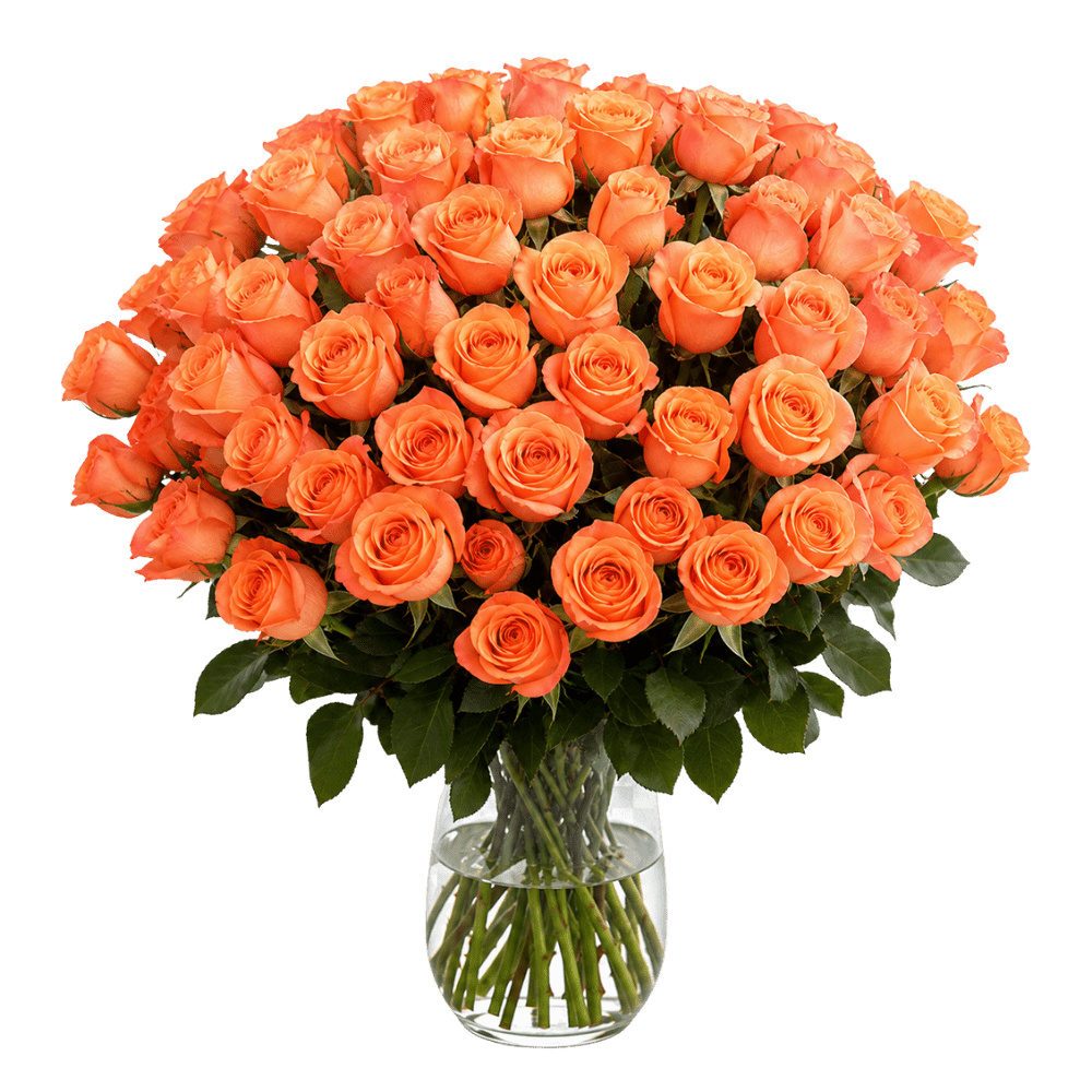 60 orange Rosen - Blume Ideal
