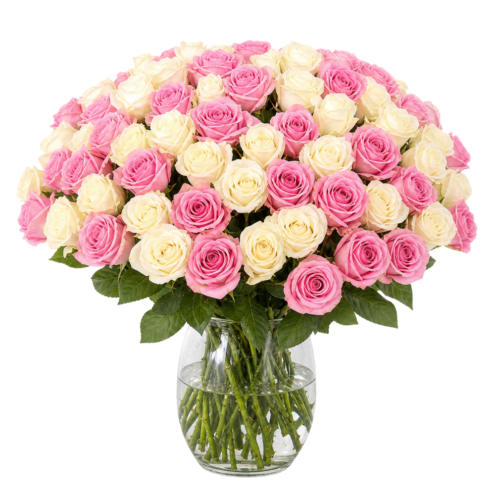 60 Rosen - "Candy Cotton" - Blume Ideal