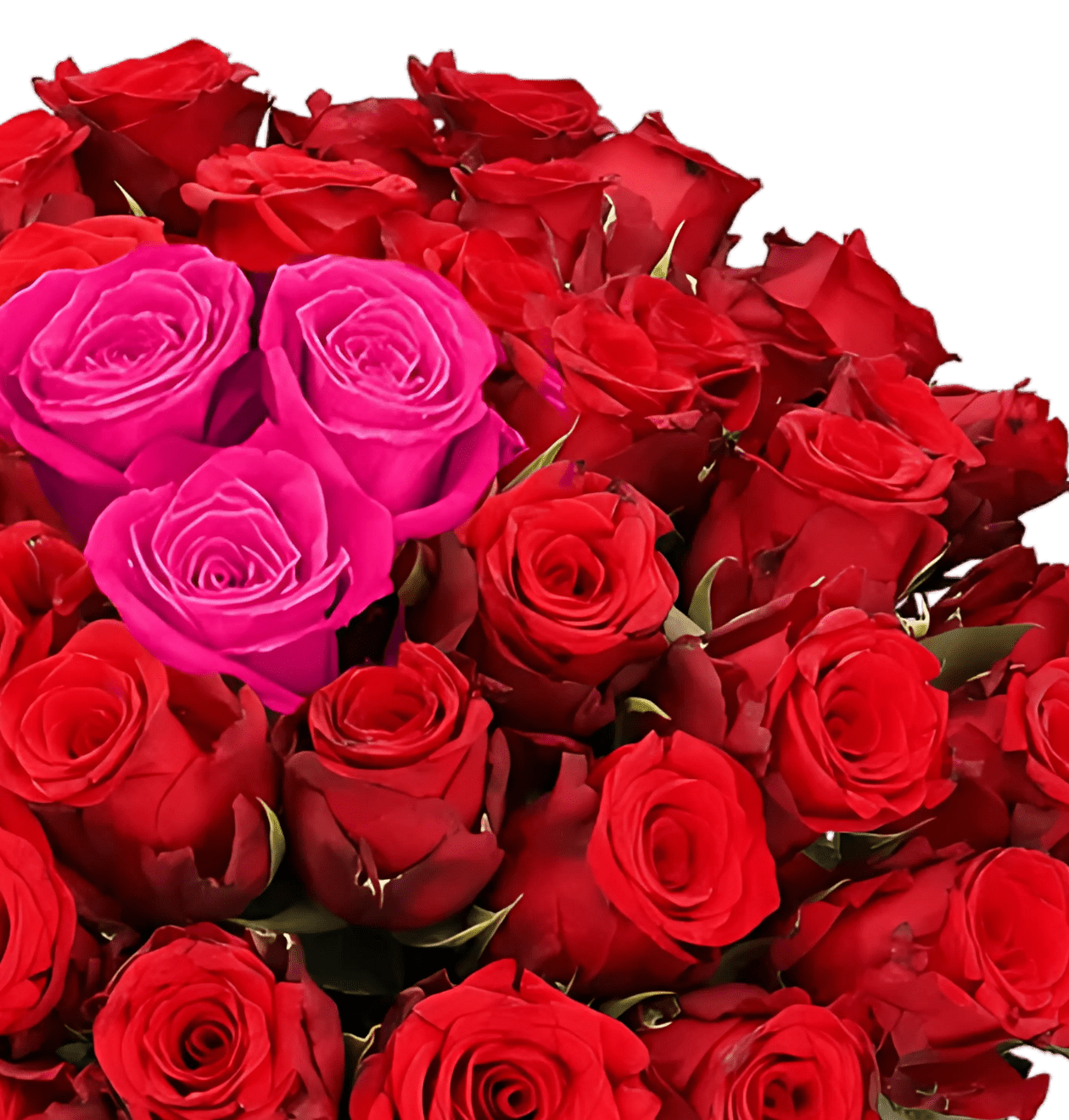 60 Rosen - “Heartbeat” - Blume Ideal