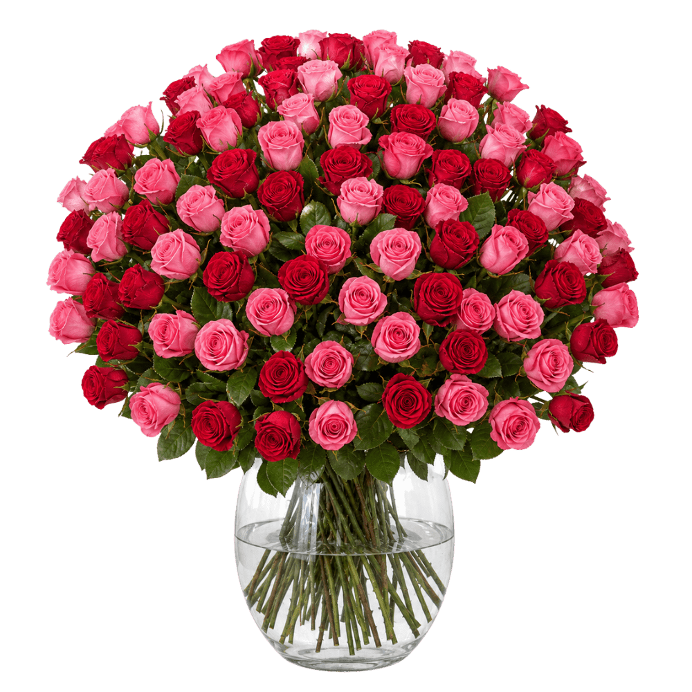 60 Rosen - "Romantic Roses" - Blume Ideal