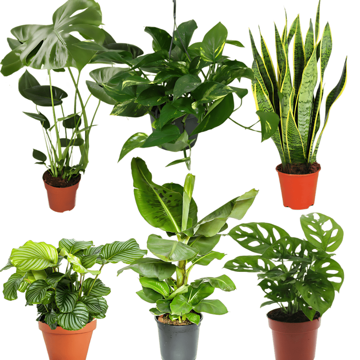 efeutute exotica Exotica Pflanzenset – 6er-Set kaufen