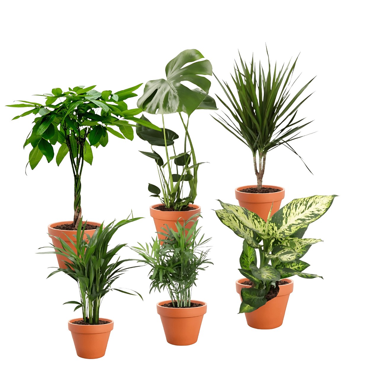 6er - Set “Exotischer Mix” | Goldfruchtpalme | Bergpalme | Dieffenbachie | Drachenbaum | Glückskastanie | Monstera | +/ - 40 - 65cm | ø 12 - 15cm Topf - Blume Ideal