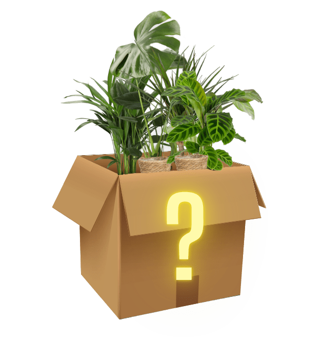 6er - Set "Mystery Box" - Blume Ideal