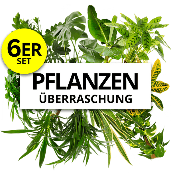 Pflanzenüberraschung | 6er-Set | ca. 30-70 cm | Ø 12-15 cm Topf