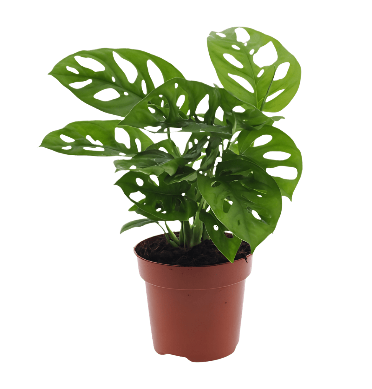 7er - Set “EasyCare” | Monstera | Bogenhanf | Efeutute | Grünlilie | Affenblatt | Goldfruchtpalme | Spathiphyllum | +/ - 30 - 60cm | ø 12 - 15cm Topf - Blume Ideal