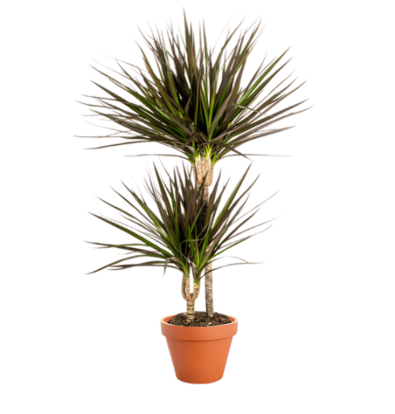 7er Set | Monstera | Einblatt | Dieffenbachie | Drachenbaum | Korbmarante | Goldfruchtpalme | Zimmerzypresse | +/ - 40 - 60cm | ø 12 - 15cm Topf - Blume Ideal