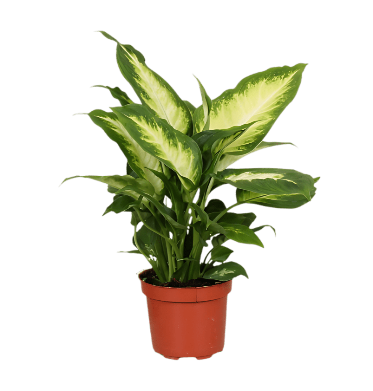 7er Set | Monstera | Einblatt | Dieffenbachie | Drachenbaum | Korbmarante | Goldfruchtpalme | Zimmerzypresse | +/ - 40 - 60cm | ø 12 - 15cm Topf - Blume Ideal