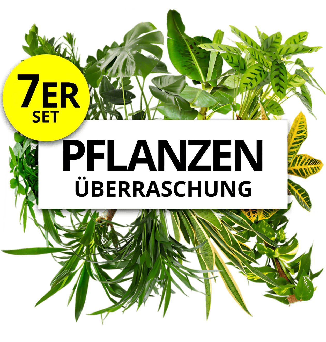 7er - Set | Pflanzenüberraschung | +/ - 40 - 70cm | ø 12 - 15cm Topf - Blume Ideal
