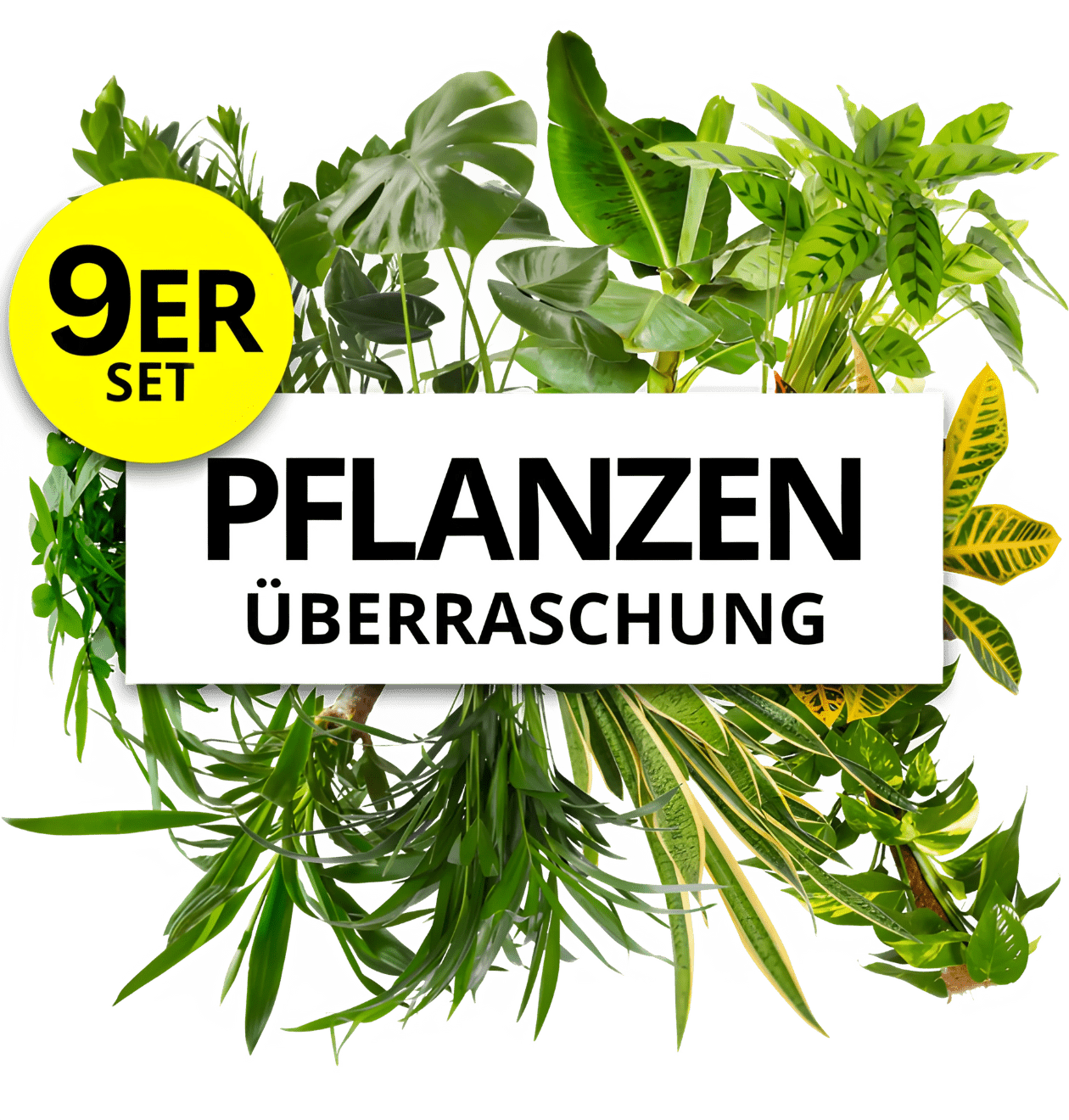 9er - Set | Pflanzenüberraschung | +/ - 40 - 70cm | ø 12 - 15cm Topf - Blume Ideal