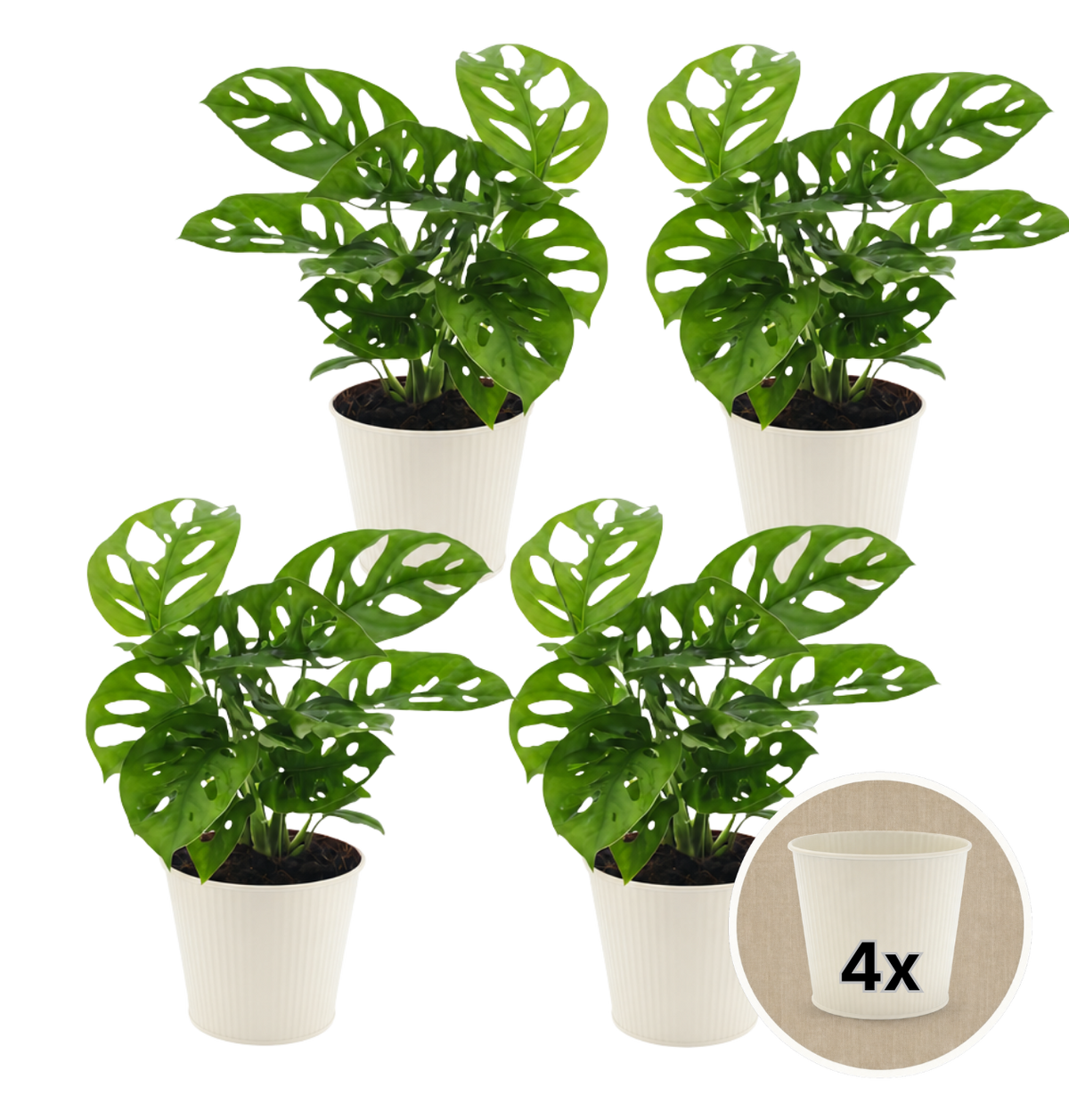 Monstera adansonii + 4x Cremefarbener Zinktopf | 4er-Set | Monkey Leaf | ca. 25-30 cm | Ø 12-15 cm Topf