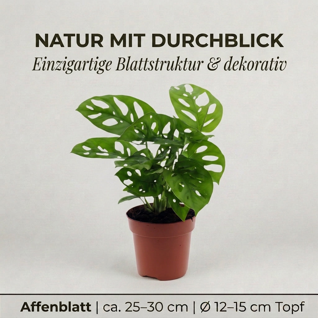 Monstera adansonii + 2x Seegraskorb | 2er-Set | Monkey Leaf | ca. 25-30 cm | Ø 12-15 cm Topf