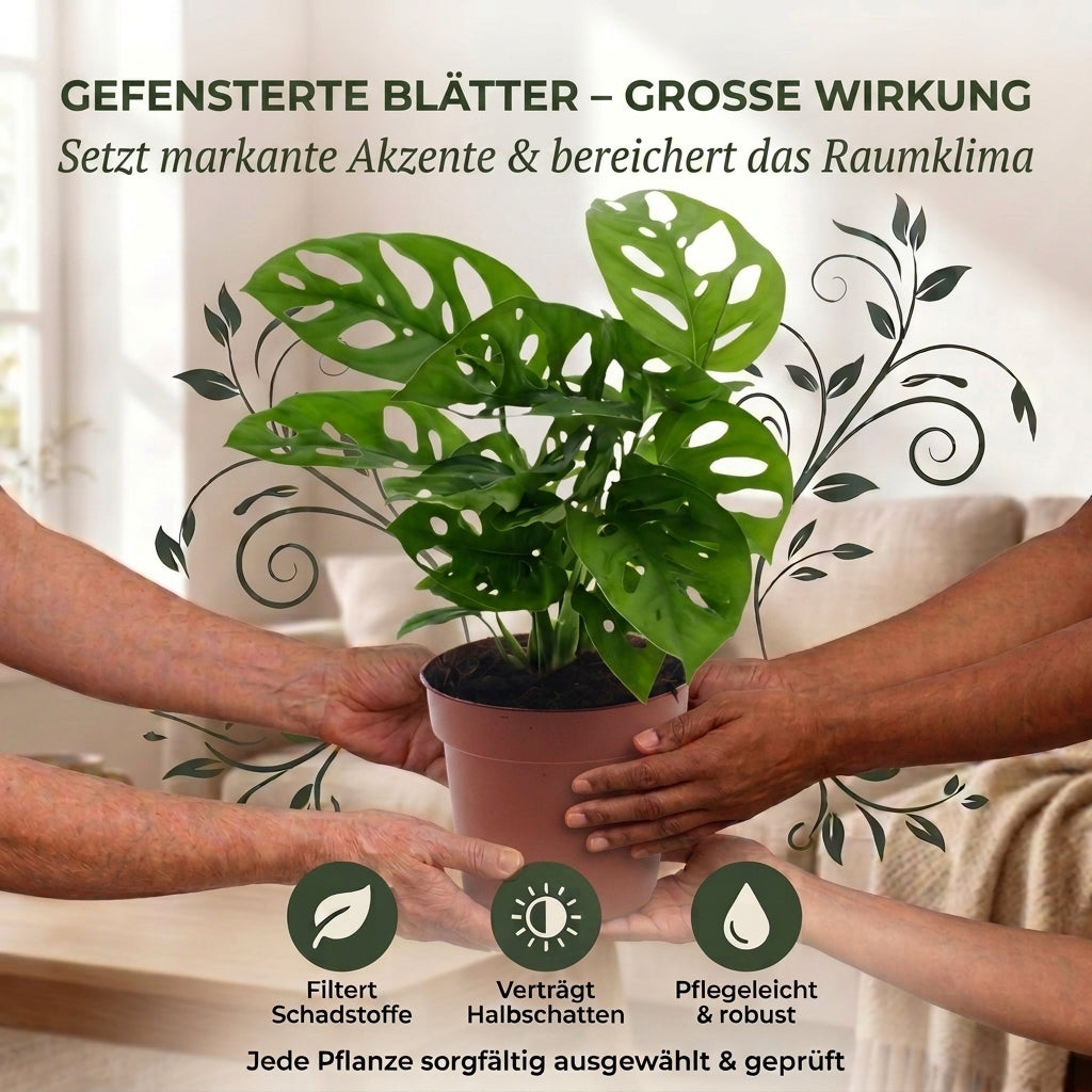 Monstera adansonii + 5x Cremefarbener Zinktopf | 5er-Set | Monkey Leaf | ca. 25-30 cm | Ø 12-15 cm Topf