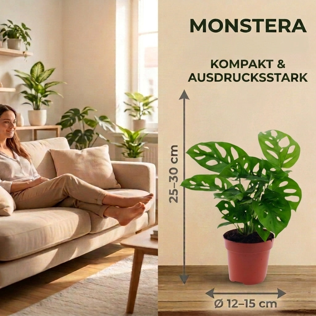 Monstera adansonii + 5x Cremefarbener Zinktopf | 5er-Set | Monkey Leaf | ca. 25-30 cm | Ø 12-15 cm Topf