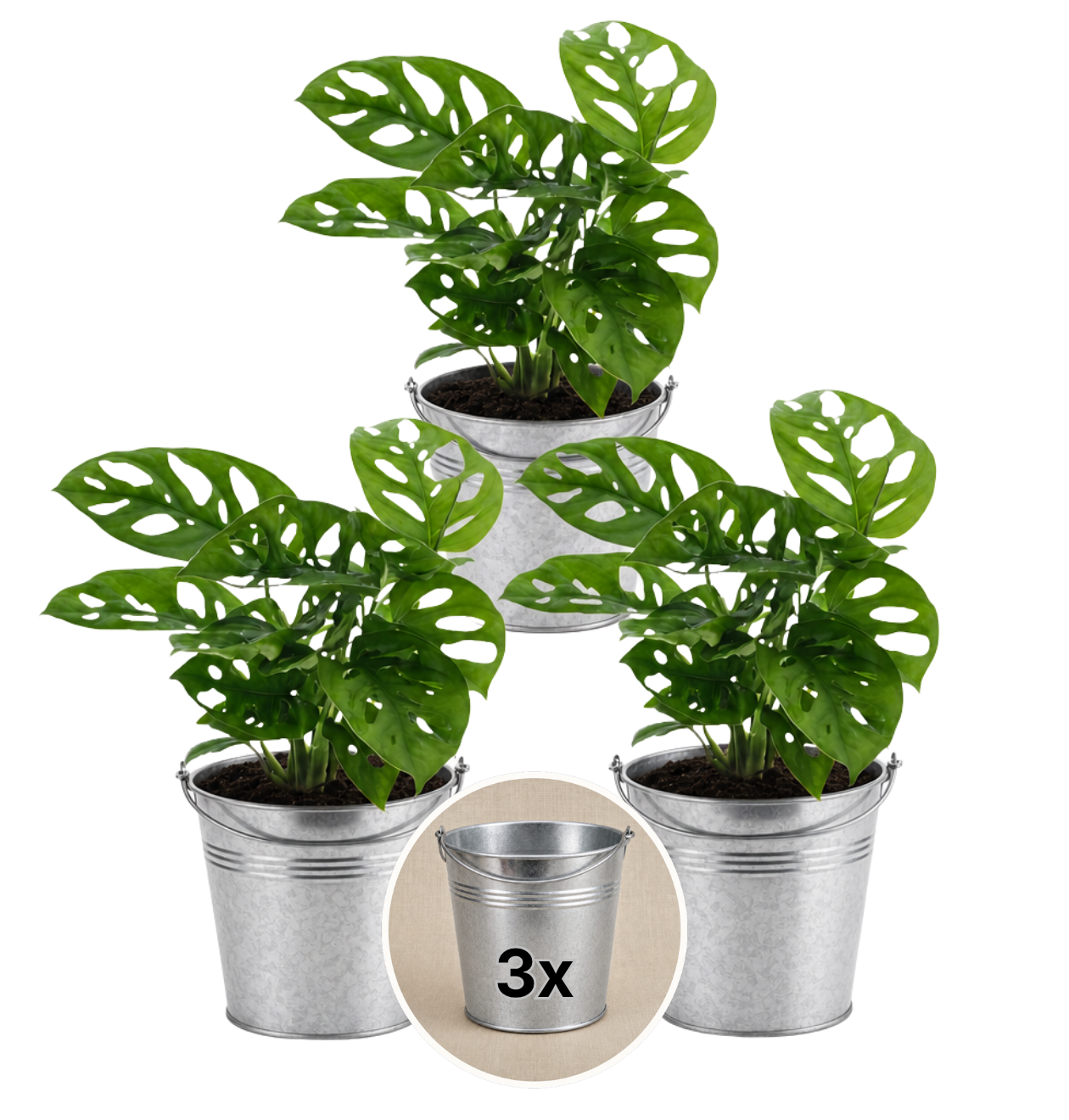 Monstera adansonii + Zinktopf | 3er-Set | Monkey Leaf | ca. 25-30 cm | Ø 12-15 cm Topf