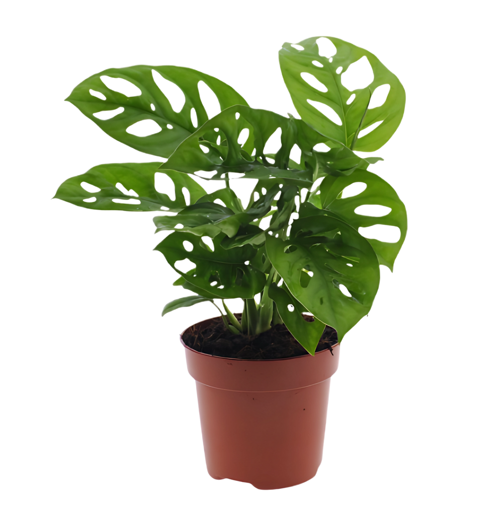 Monstera adansonii | Monkey Leaf | ca. 25-30 cm | Ø 12-15 cm Topf