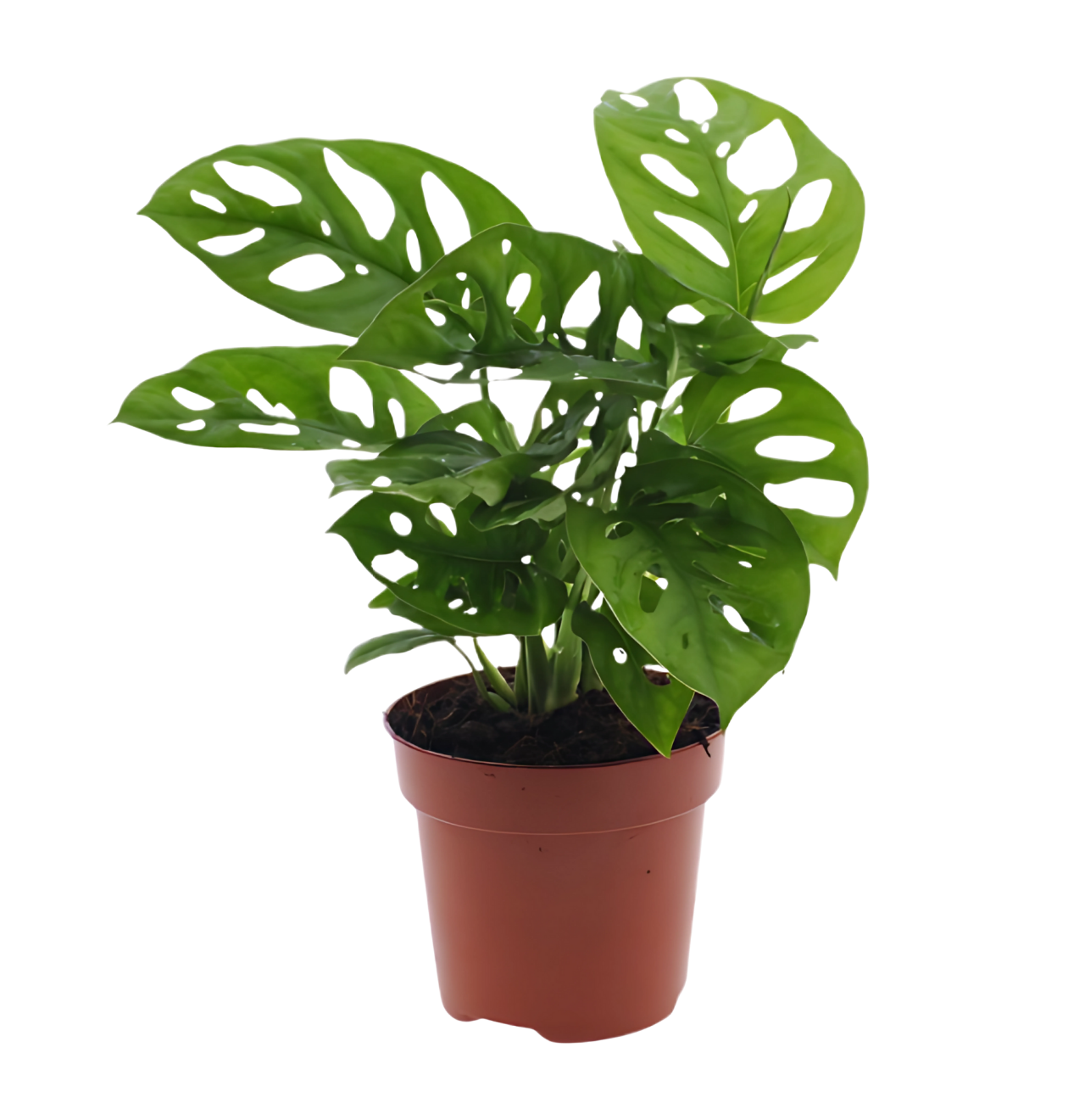 Monstera adansonii | Affenblatt | ca. 25-30 cm | Ø 12-15 cm Topf