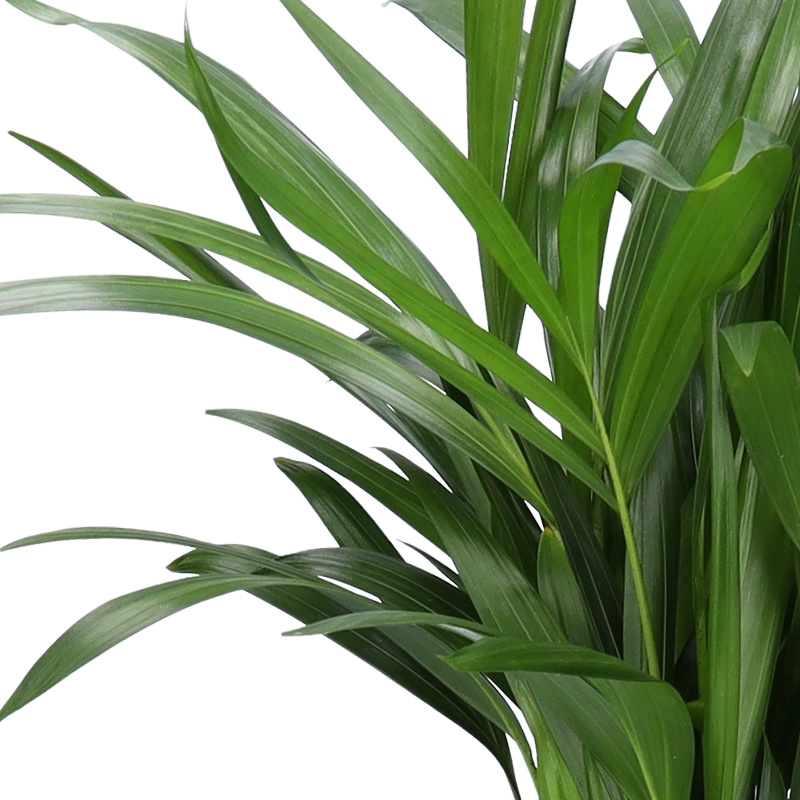 4er-Set| Monstera | Einblatt | Dieffenbachie | Goldfruchtpalme |+/- 40-45cm | ø 12-15cm Topf