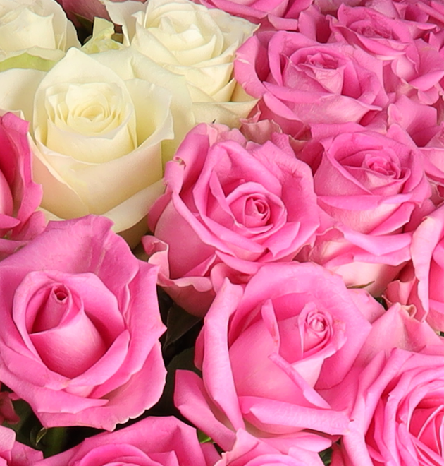 50 Rosen - "Pink Special"