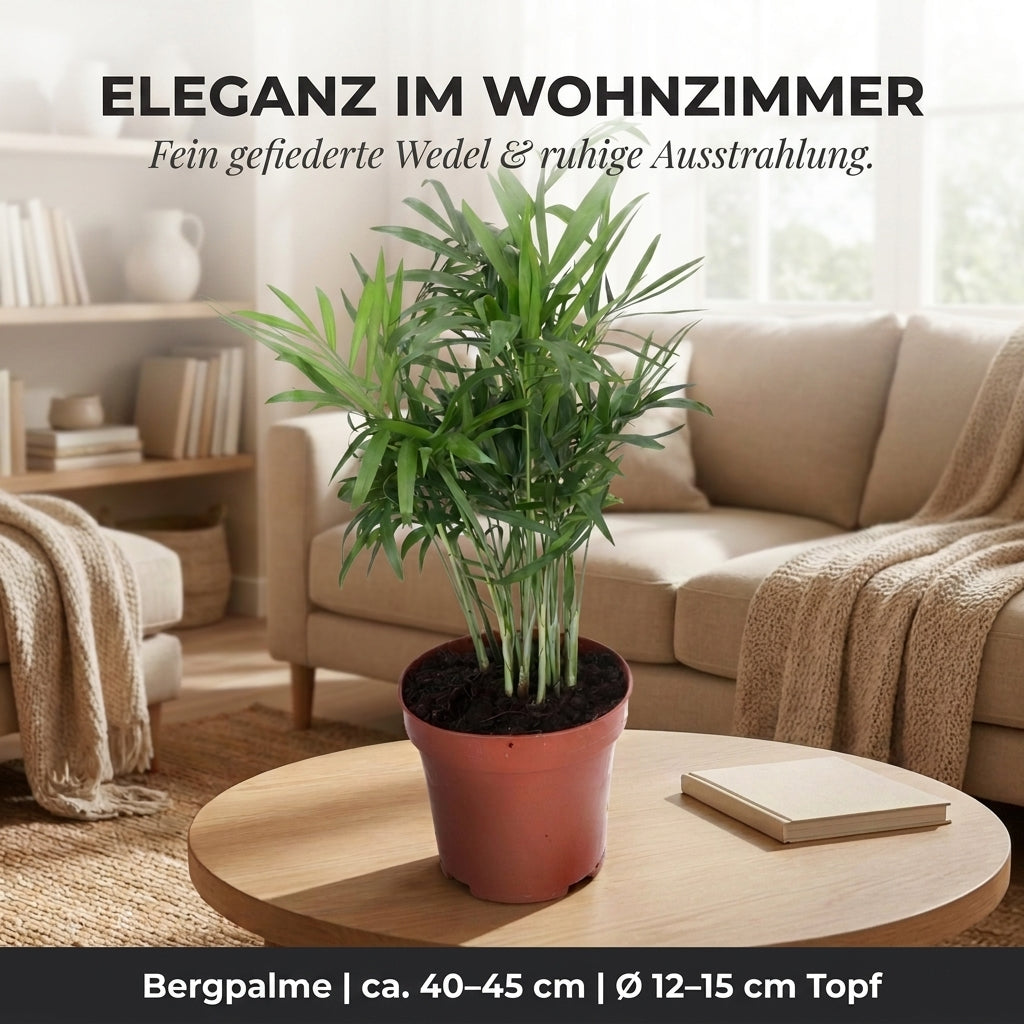 Bergpalme + 3x Cremefarbener Zinktopf | 3er-Set | Chamaedorea elegans | ca. 40-45 cm | Ø 12-15 cm Topf