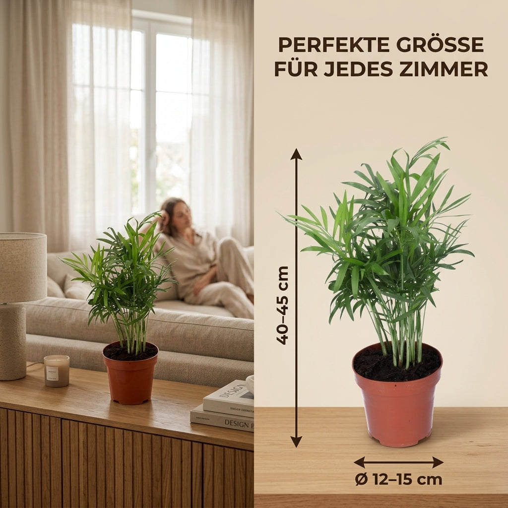 Bergpalme + 3x Zinktopf | 3er-Set | Chamaedorea elegans | ca. 40-45 cm | Ø 12-15 cm Topf