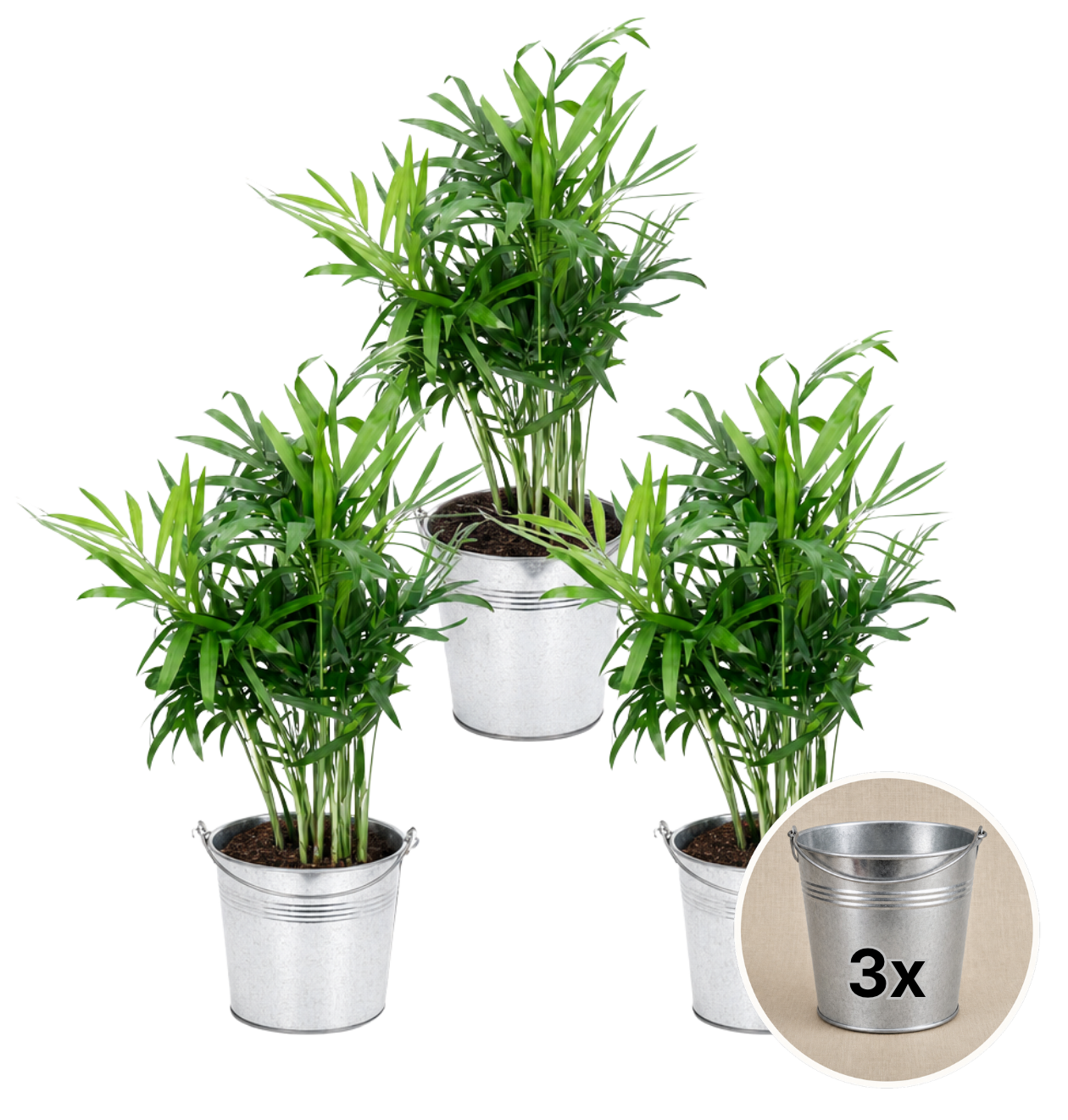 Bergpalme + 3x Zinktopf | 3er-Set | Chamaedorea elegans | ca. 40-45 cm | Ø 12-15 cm Topf