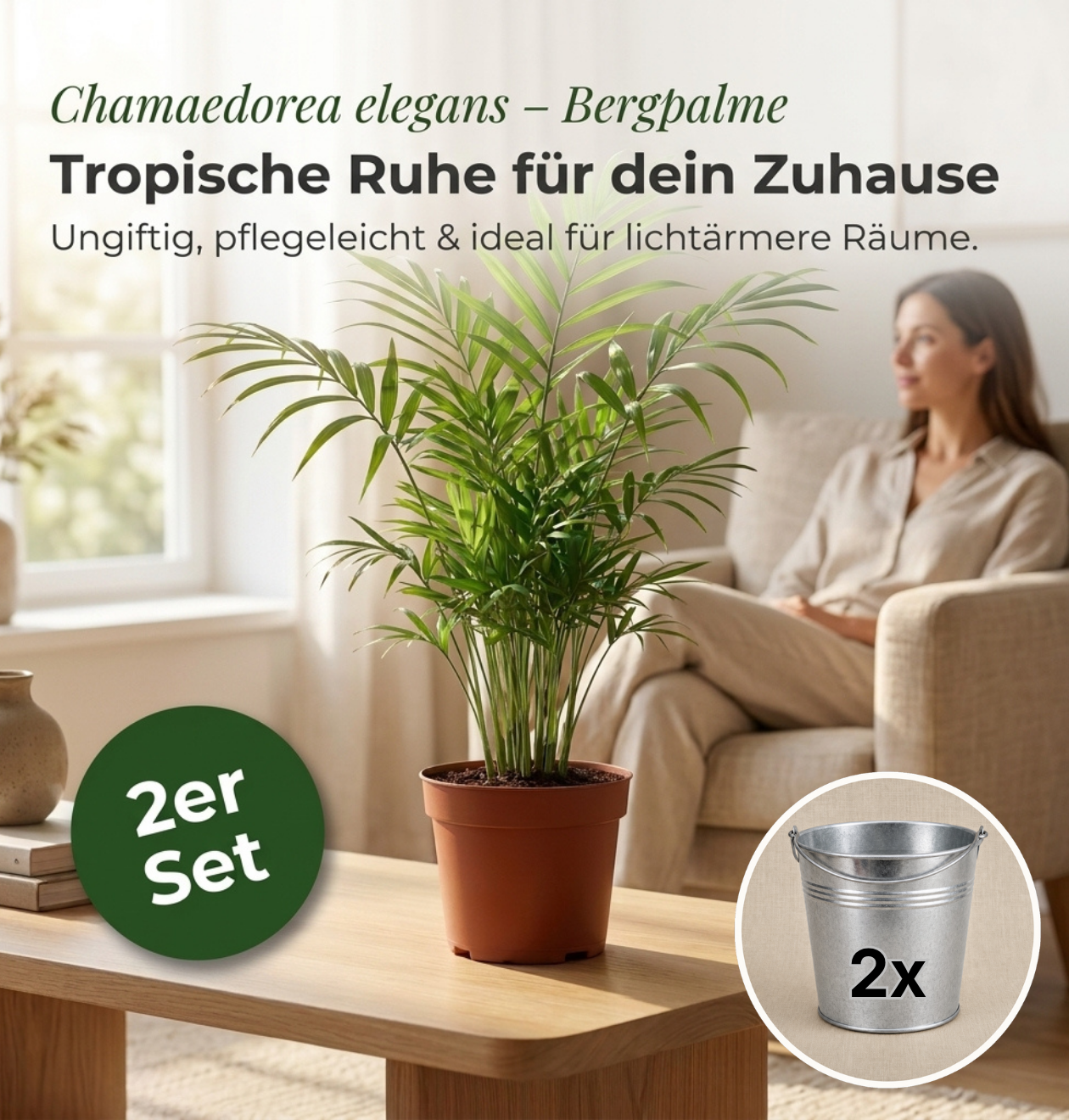 Bergpalme + 2x Zinktopf | 2er-Set | Chamaedorea elegans | ca. 40-45 cm | Ø 12-15 cm Topf