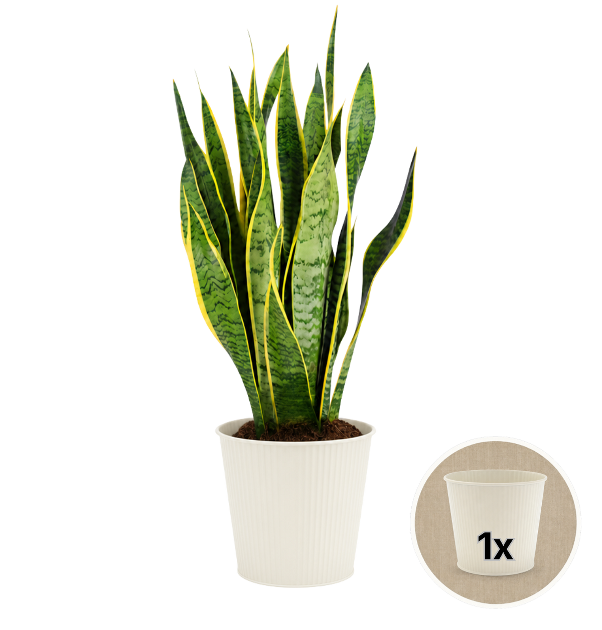 Bogenhanf + 1x Cremefarbener Zinktopf | Sansevieria | ca. 40-50 cm | Ø 12-15 cm Topf