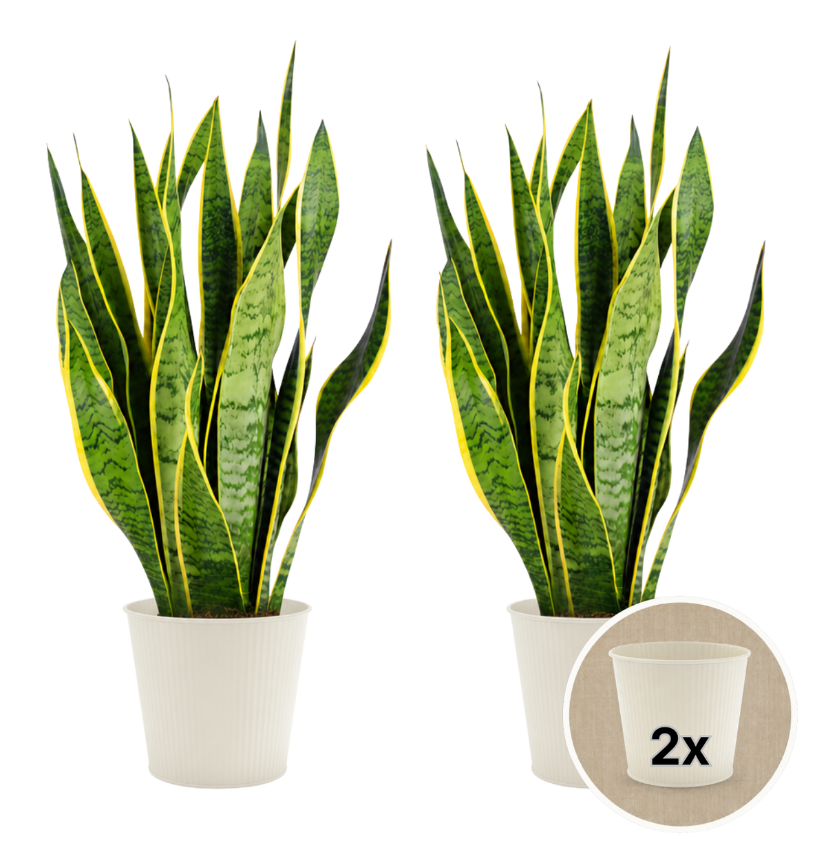 Bogenhanf + 2x Cremefarbener Zinktopf | 2er-Set | Sansevieria | ca. 40-50 cm | Ø 12-15 cm Topf