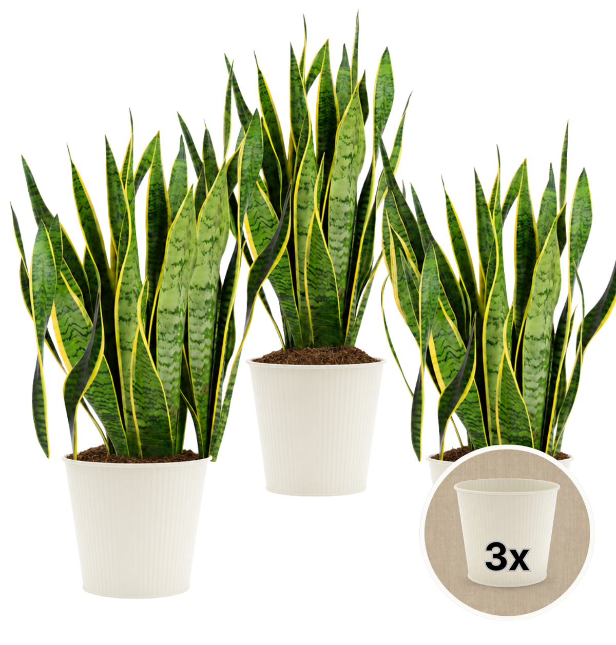 Bogenhanf + 3x Cremefarbener Zinktopf | 3er-Set | Sansevieria | ca. 40-50 cm | Ø 12-15 cm Topf