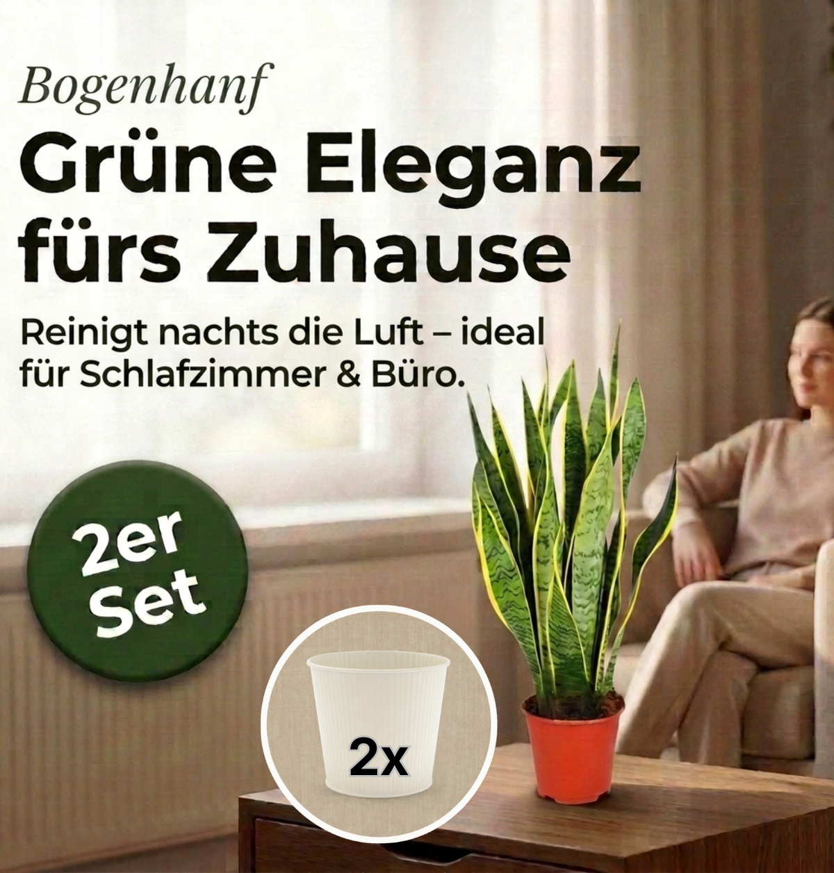 Bogenhanf + 2x Cremefarbener Zinktopf | 2er-Set | Sansevieria | ca. 40-50 cm | Ø 12-15 cm Topf