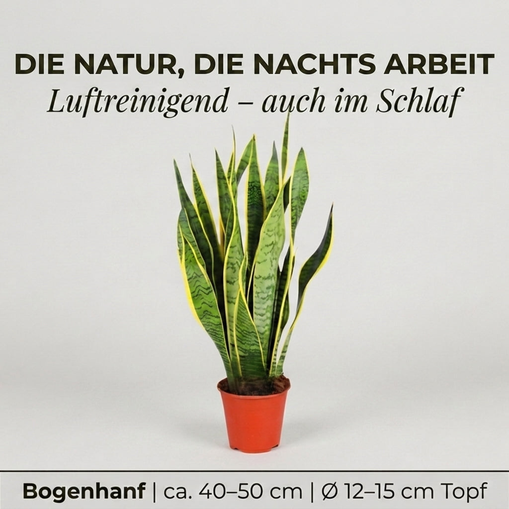 Bogenhanf + 3x Cremefarbener Zinktopf | 3er-Set | Sansevieria | ca. 40-50 cm | Ø 12-15 cm Topf
