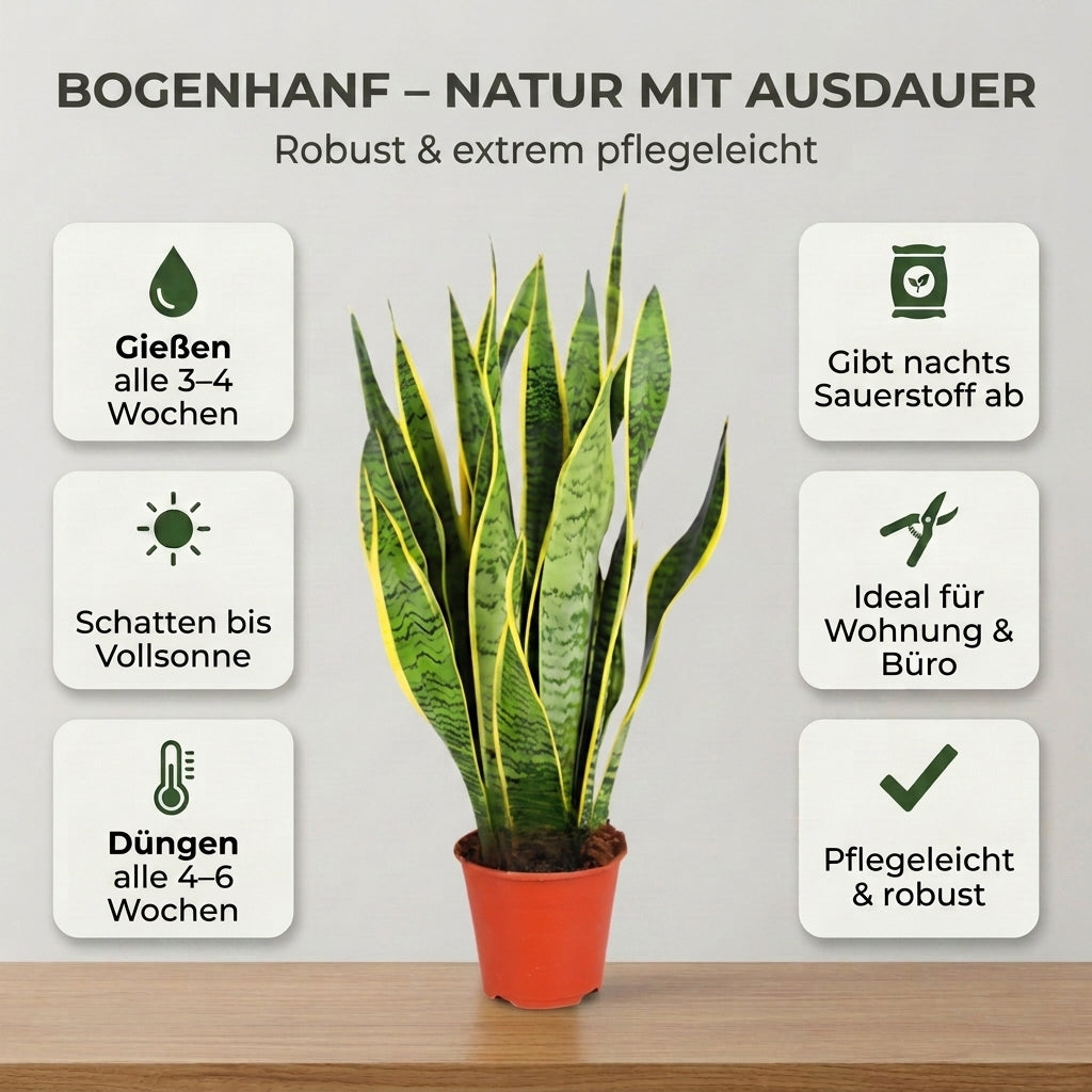 Bogenhanf + 2x Cremefarbener Zinktopf | 2er-Set | Sansevieria | ca. 40-50 cm | Ø 12-15 cm Topf