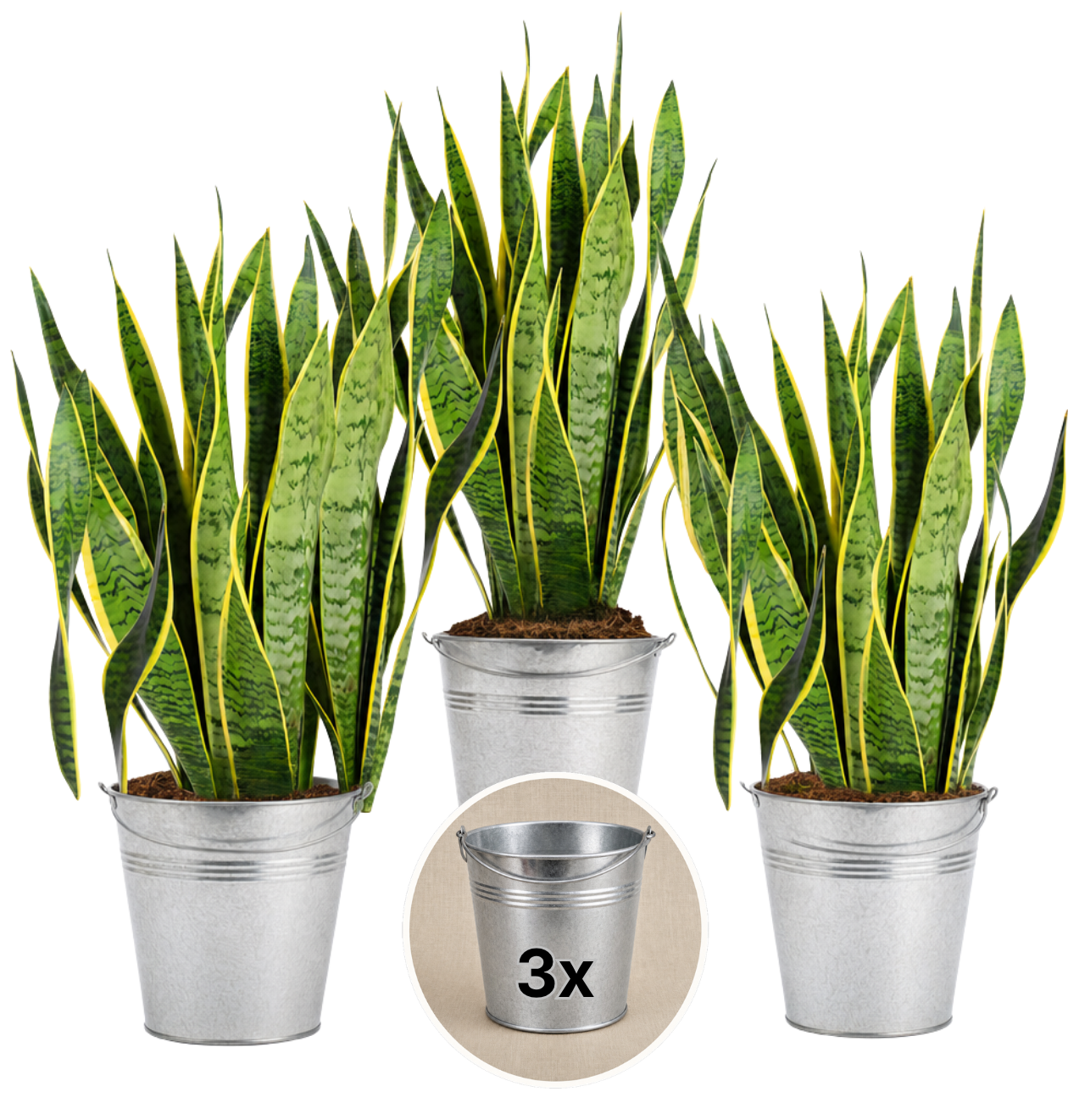 Bogenhanf + 3x Zinktopf | 3er-Set | Sansevieria | ca. 40-50 cm | Ø 12-15 cm Topf
