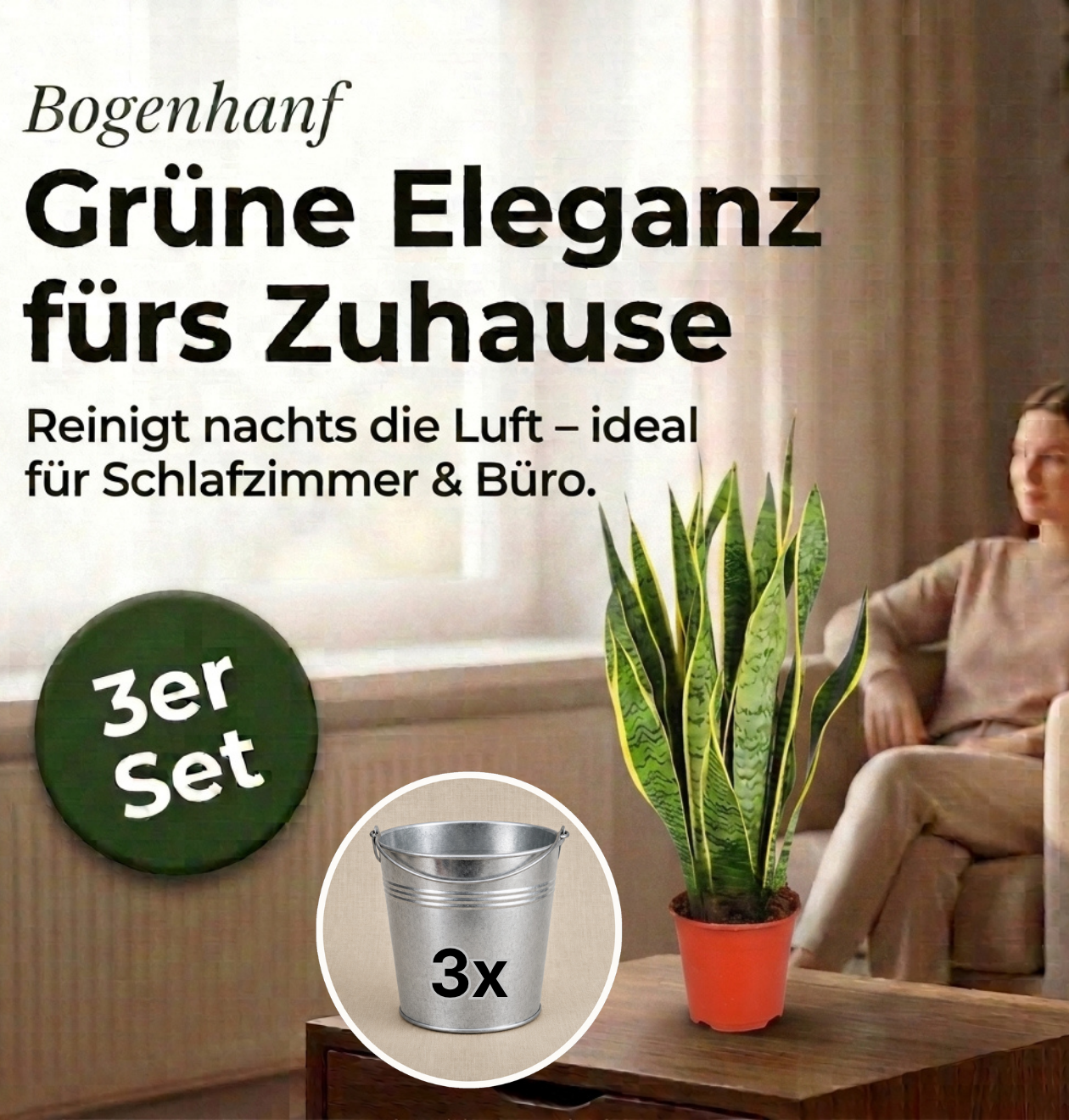 Bogenhanf + 3x Zinktopf | 3er-Set | Sansevieria | ca. 40-50 cm | Ø 12-15 cm Topf