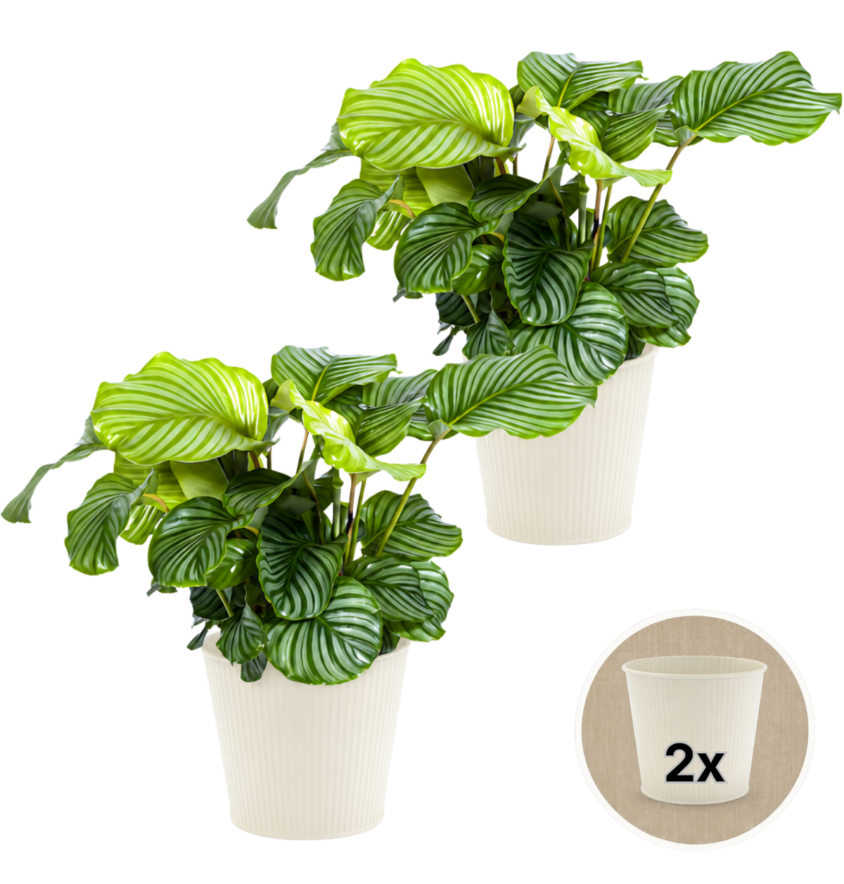 Korbmarante + 2x Cremefarbener Zinktopf | 2er-Set | Calathea | ca. 40-50 cm | Ø 12-15 cm Topf